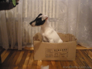 Фокстерьер гладкошерстный #10708