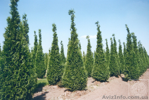 Продажа декоративных растений #9371