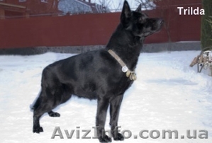 предлагаю щеночков восточно-европейской породы #11118