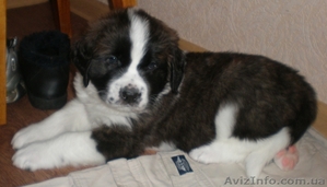   щенки московской сторожевой #10318