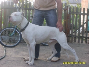 Аргентинский дог, щенки !!! #10018