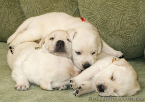МАЛЫШИ  Лабрадора Ретривера #10568