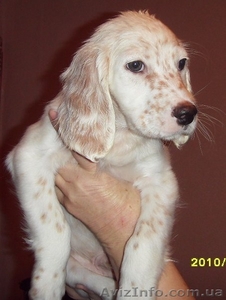 ПРОДАЮТСЯ ЩЕНКИ АНГЛИСКИЙ СЕТТЕР #6531