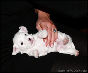 Щенки Китайской Хохлатой собаки #6729