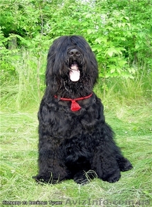   Русский Черный Терьер   #6774
