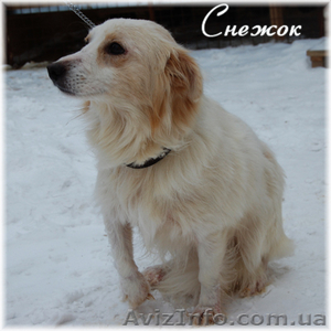 Отдам метиса золотистого лабрадора-ретривера! #10438