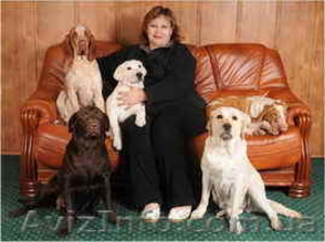 Щенки лабрадора и бракко итальяно.Питомник BEST OF NIKA #9699