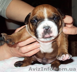 Щенки американского стаффордширского терьера п-к 