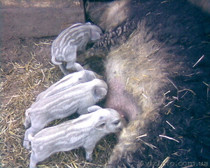 Травоядные свиньи #8472