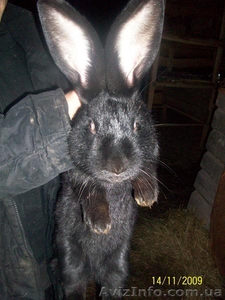 кролики продажа #12558