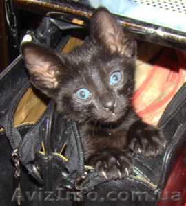 Ориентальные котята заботливым хозяевам #11693