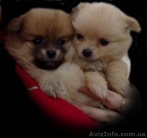 ПОМЕРАНСКИЙ ШПИЦ #15686