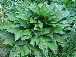 Садовые растения - излишки собственного сада #12298