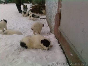 продам щенков породы Алабай #17144