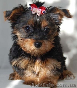 Йоркширский терьер,  девочка #11685