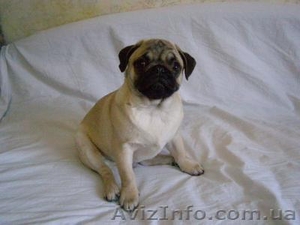 МОПС - ЩЕНОК МОПСА С РОДОСЛОВНОЙ  #12873