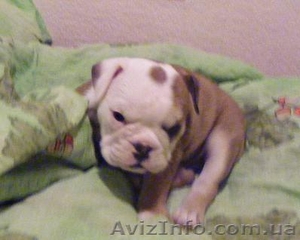 английский бульдог.продам щенков #11413