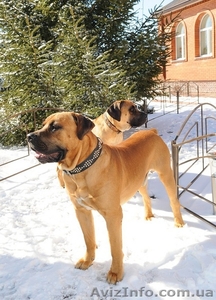 Щенки южноафриканского бурбуля #12462