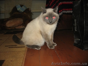 Тайский котик,  блю-поинт,  1 год,  в дар #12066