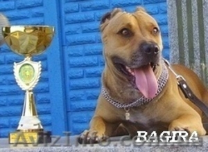 Щенки американского питбультерьера  #16340