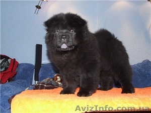 Продам щенка Чау-Чау #11919