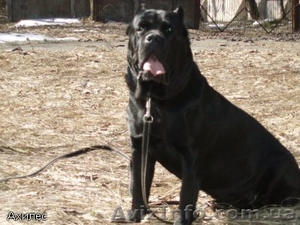 кане-корсо итальяно #17347