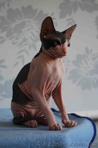 котенок донского сфинкса #12461