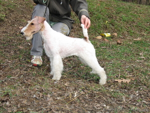 щенки фокстерьера ж/ш #16953