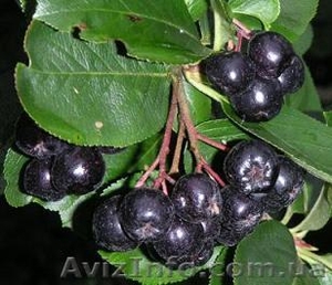 Рябину  черноплодную   (арония) #13206