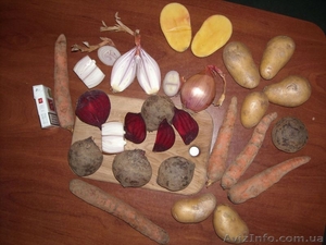 Лук Морква Буряк Капуста пекинская Картошка #18441