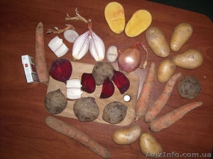 Лук  Картошка Капуста пекинская Морковка Буряк  #18484