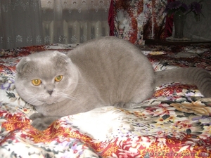 Вязка.Шотландский вислоухий. #13680