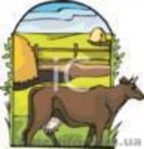 Польша срочно доярка! #12727