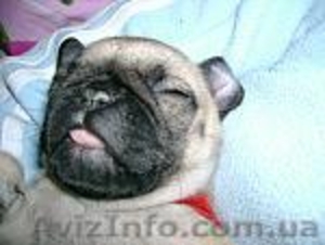 Продам Мопсиков #13606