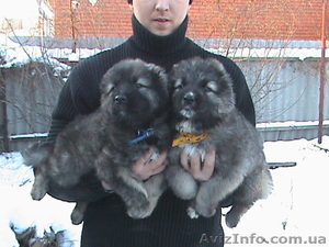 Кавказская овчарка щенок СРОЧНО #14371