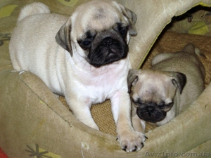 Щенки мопса шоу-класса! #13438