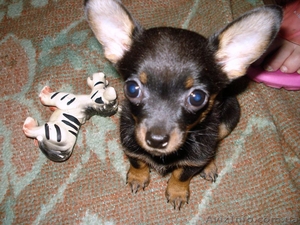 Щенок чихуахуа! #13441