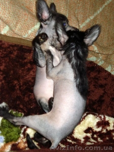 Щенки китайской хохлатой собаки! #13437