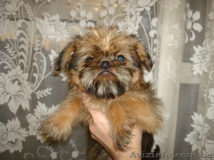 Брюссельский и Бельгийский гриффон, щенки #17514