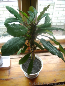 Продам большой гребенчатый молочай(плюющаяся пальма) #18560