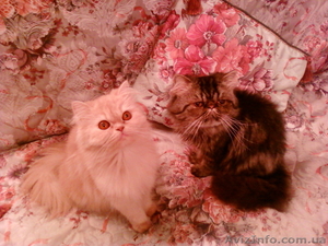 продам персидских котят #12513