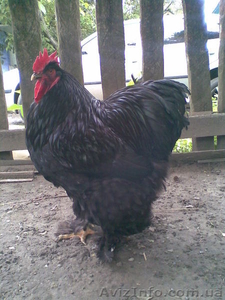 Продам кур брама,  кохинхин #13513