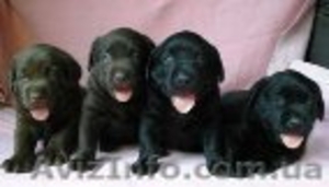 Лабрадор ретривер щенки  #18254