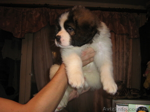 Продаются  щенки Московской сторожевой #16810