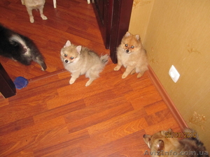 Шпиц продаются 4 щенка шпица,  все разного цвета #11073