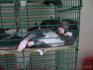Продам (отдам) крысеныша серенького #16298