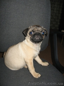 щенок мопс мальчик #11279