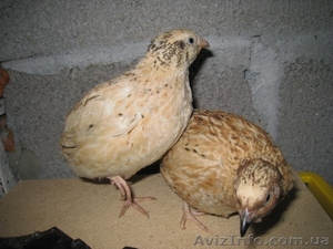 перепела,  яйцо инкубационное #12877