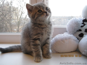 продажа шотландских вислоухих и прямоухих котят #17331