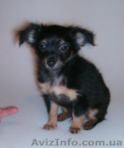 Продаю щенков той-терьера длинношерстного 0506664801 #17572